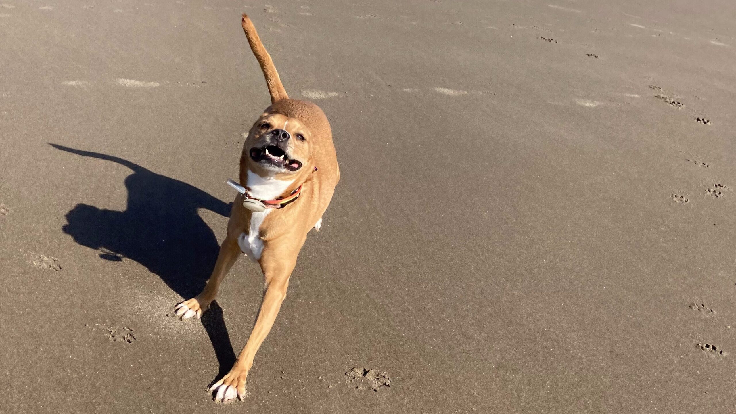 Happy dog with a big smile on their face running on the beach